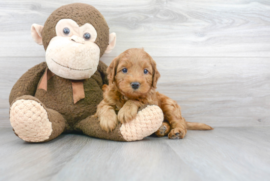 Mini Goldendoodle Pup Being Cute