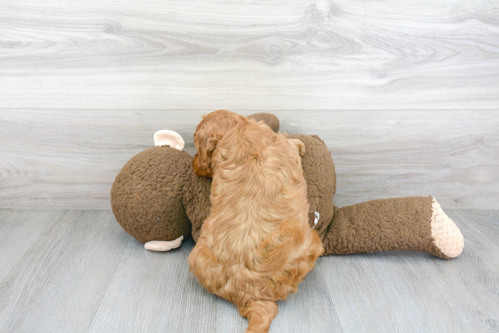 Adorable Golden Retriever Poodle Mix Puppy