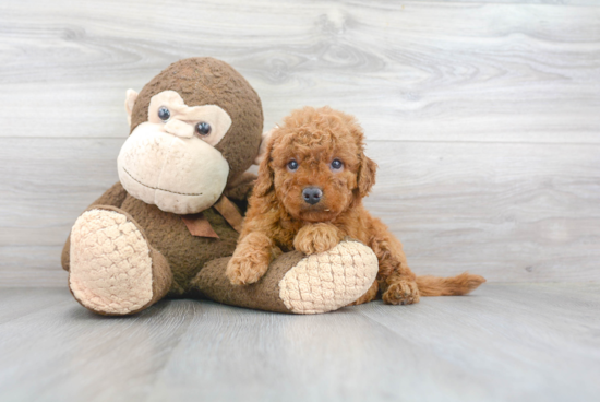 Mini Goldendoodle Pup Being Cute