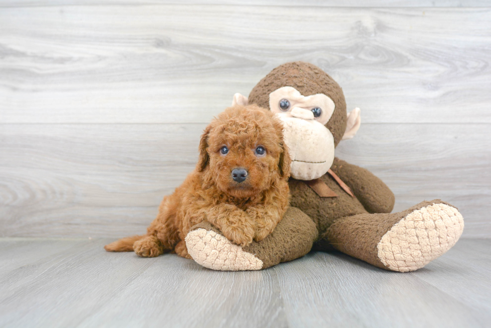 Popular Mini Goldendoodle Poodle Mix Pup