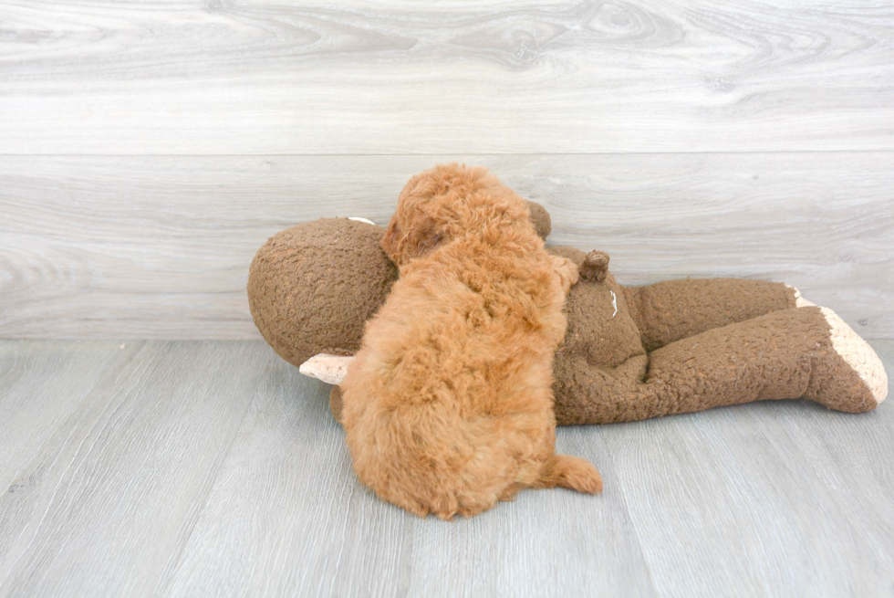 Sweet Mini Goldendoodle Baby