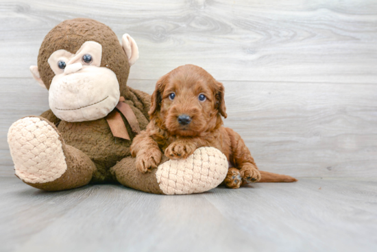 Friendly Mini Goldendoodle Baby