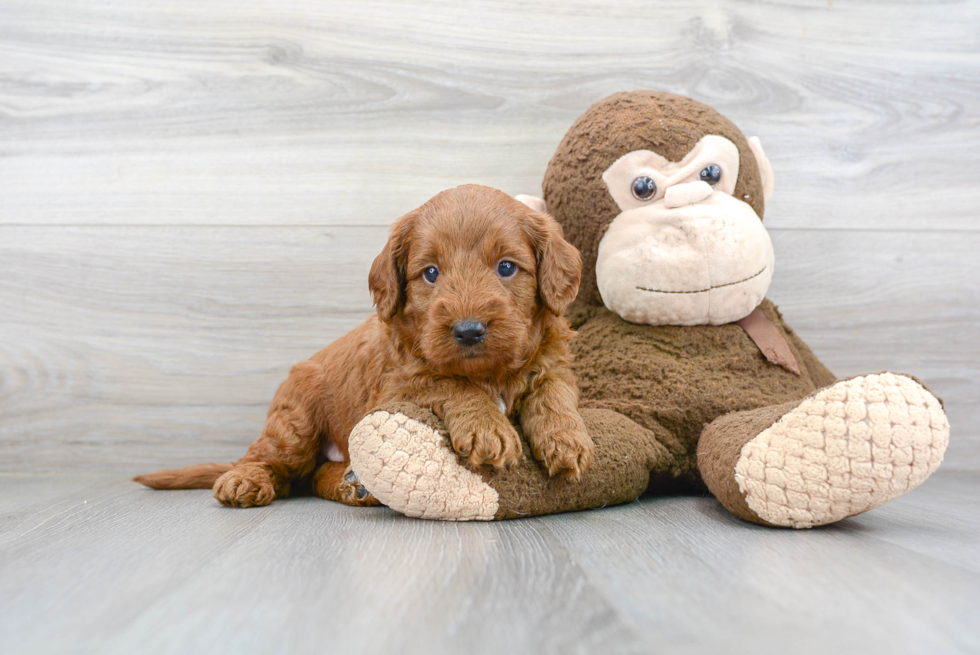 Funny Mini Goldendoodle Poodle Mix Pup