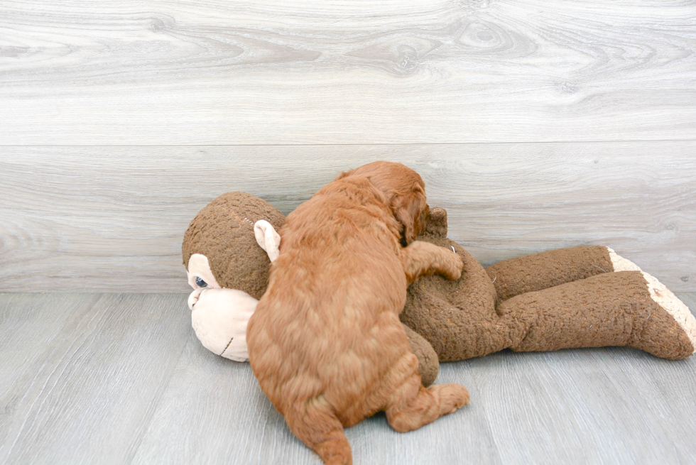 Mini Goldendoodle Pup Being Cute