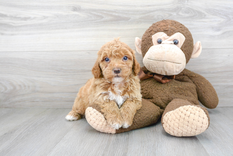 Energetic Golden Retriever Poodle Mix Puppy