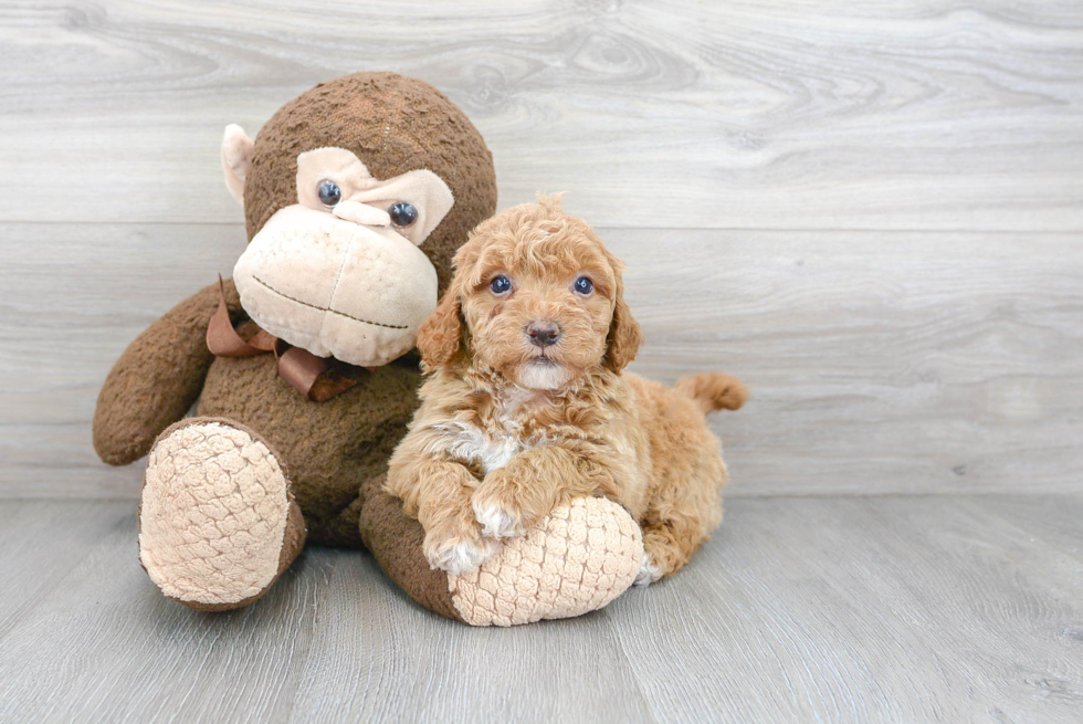 Cute Mini Goldendoodle Baby