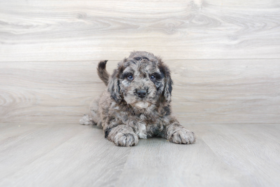 Energetic Golden Retriever Poodle Mix Puppy