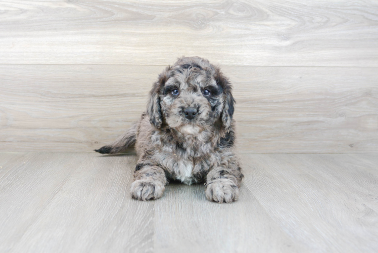 Best Mini Goldendoodle Baby