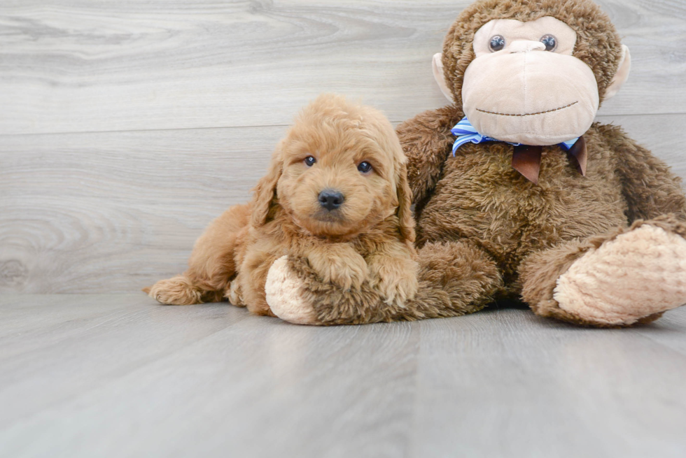 Best Mini Goldendoodle Baby