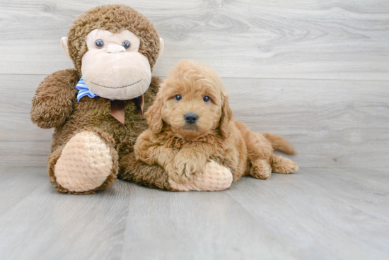 Smart Mini Goldendoodle Poodle Mix Pup