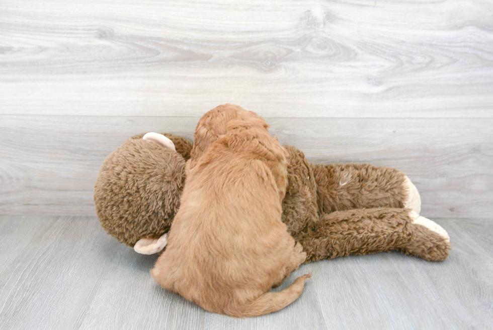 Mini Goldendoodle Pup Being Cute