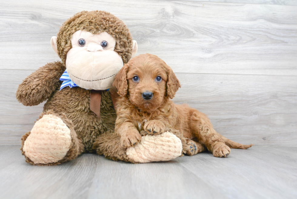 Cute Mini Goldendoodle Baby