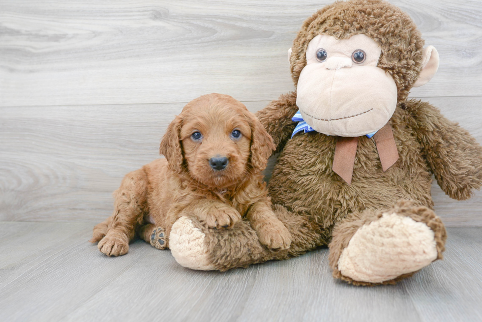 Best Mini Goldendoodle Baby