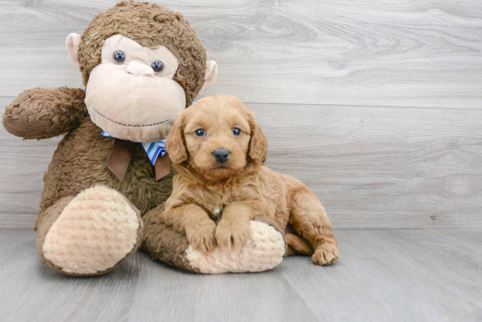 Mini Goldendoodle Pup Being Cute