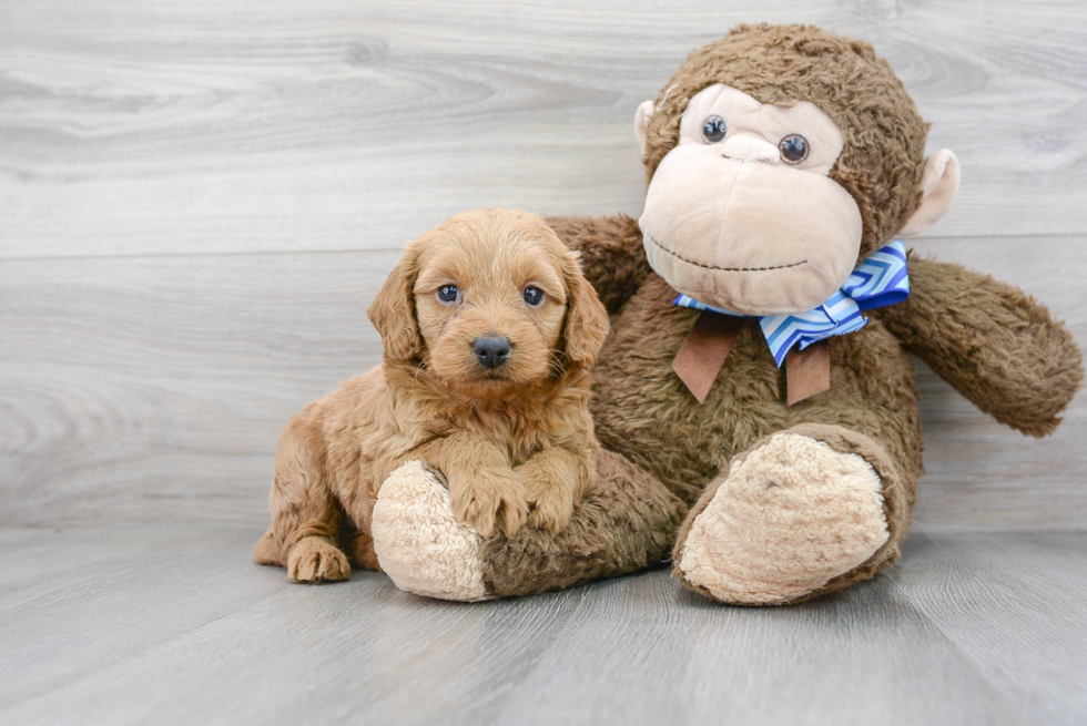 Fluffy Mini Goldendoodle Poodle Mix Pup