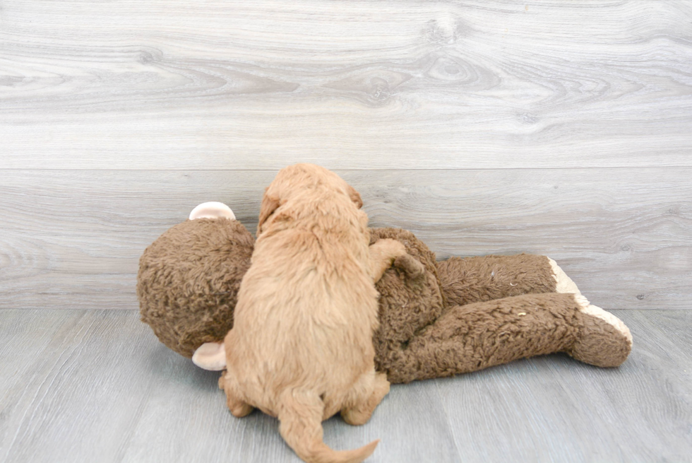 Happy Mini Goldendoodle Baby