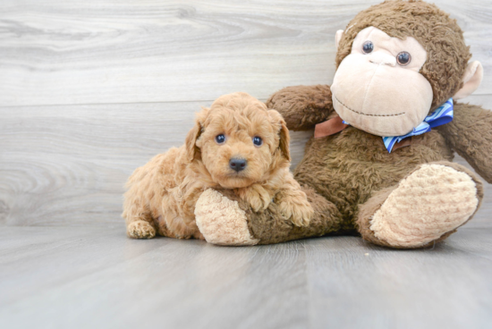 Best Mini Goldendoodle Baby