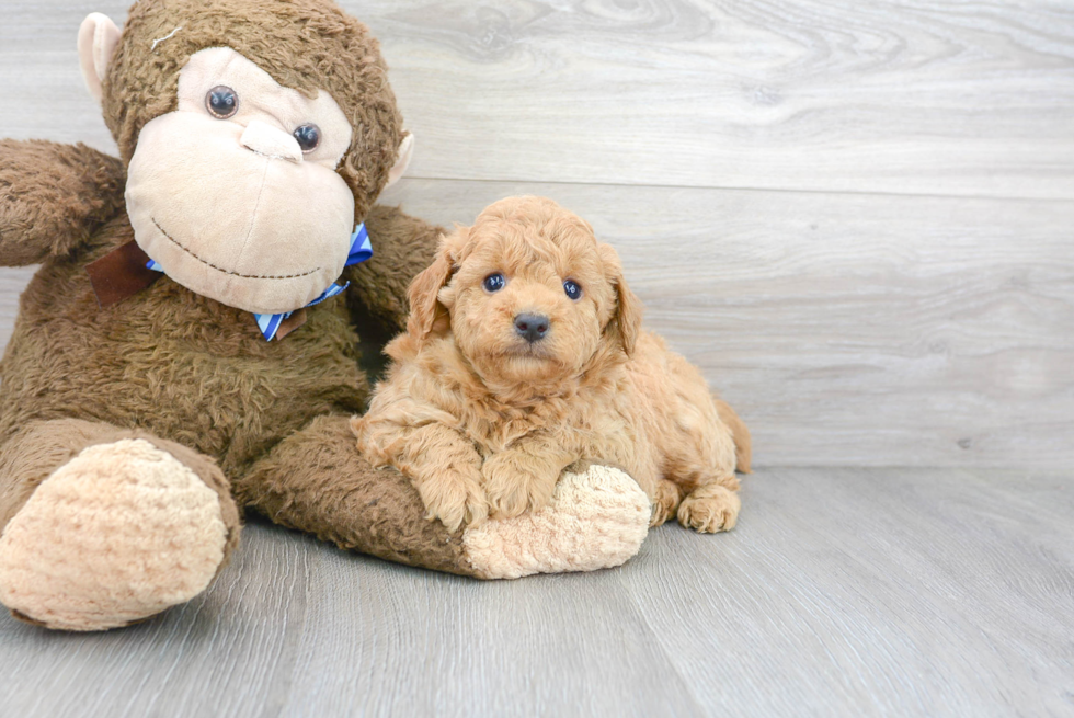 Mini Goldendoodle Puppy for Adoption