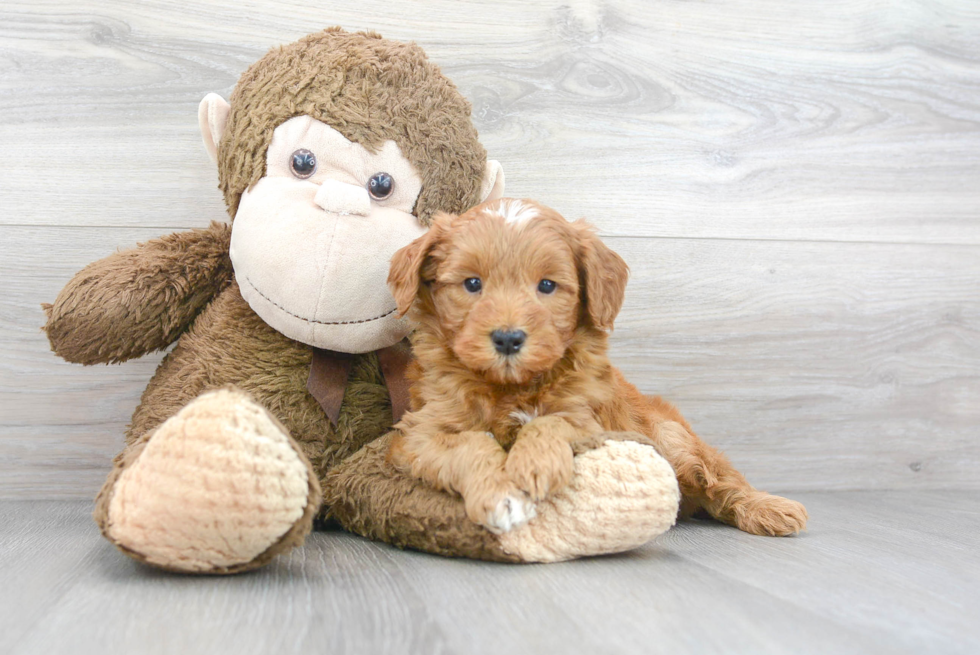 Best Mini Goldendoodle Baby