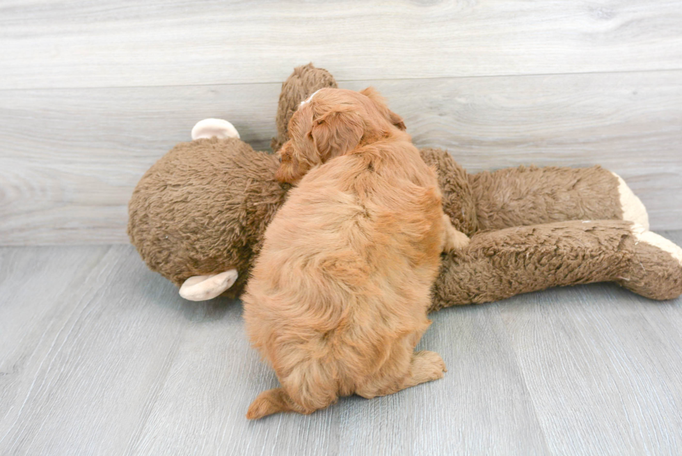 Mini Goldendoodle Puppy for Adoption