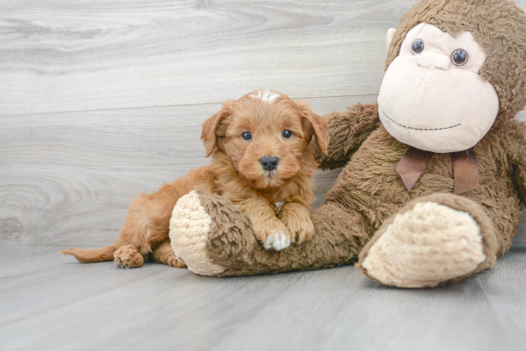 Petite Mini Goldendoodle Poodle Mix Pup