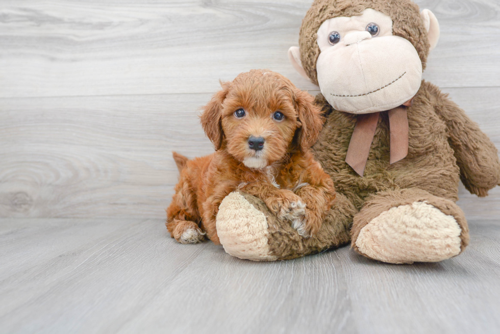 Petite Mini Goldendoodle Poodle Mix Pup