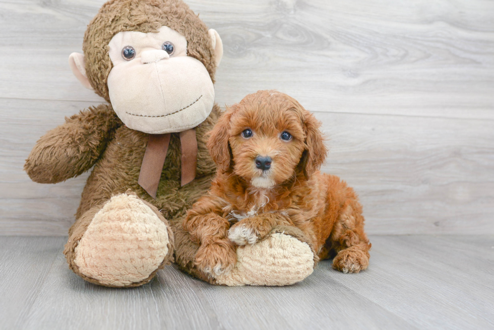 Best Mini Goldendoodle Baby