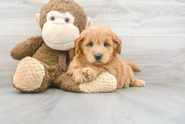 Best Mini Goldendoodle Baby