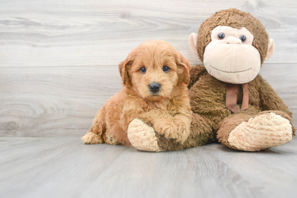 Petite Mini Goldendoodle Poodle Mix Pup