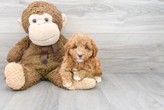 Smart Mini Goldendoodle Poodle Mix Pup