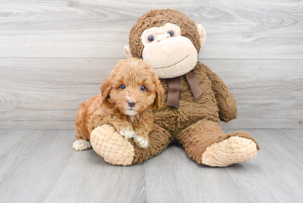 Mini Goldendoodle Pup Being Cute