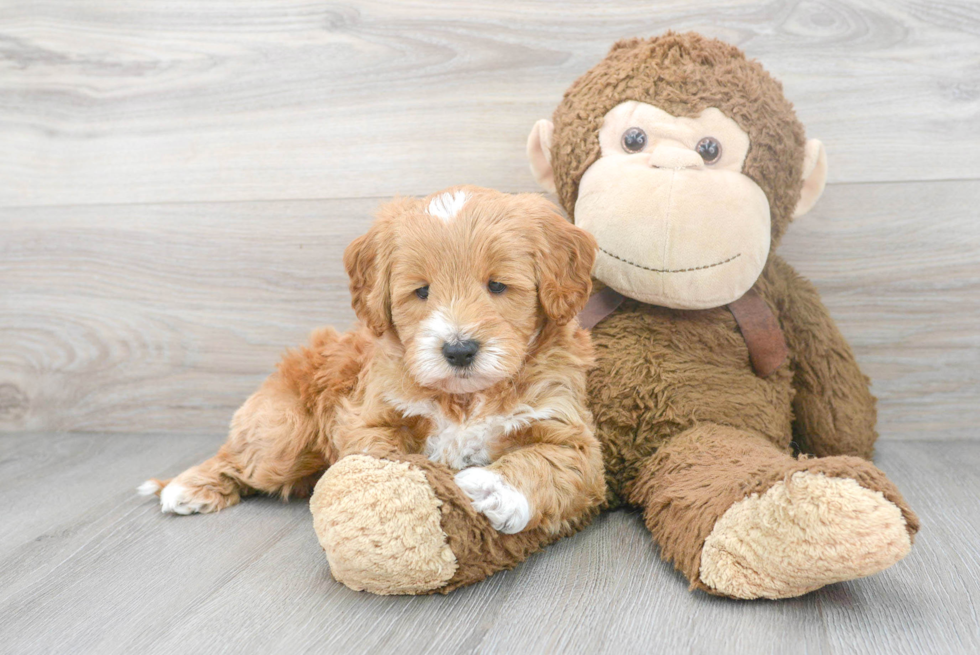 Mini Goldendoodle Pup Being Cute