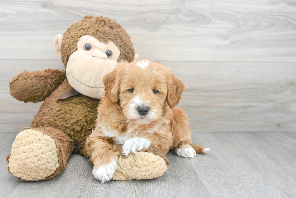 Best Mini Goldendoodle Baby