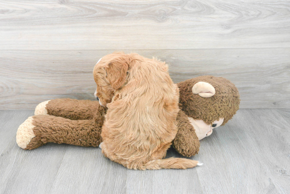 Playful Golden Retriever Poodle Mix Puppy