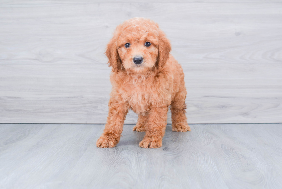 Little Golden Retriever Poodle Mix Puppy