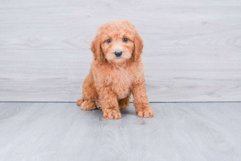 Smart Mini Goldendoodle Poodle Mix Pup