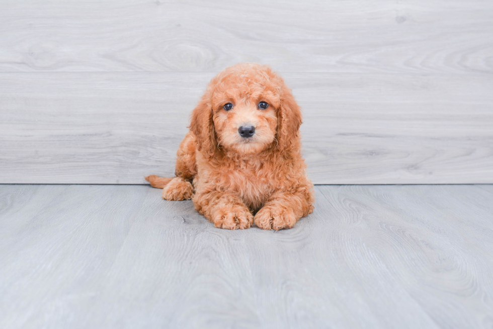 Mini Goldendoodle Puppy for Adoption