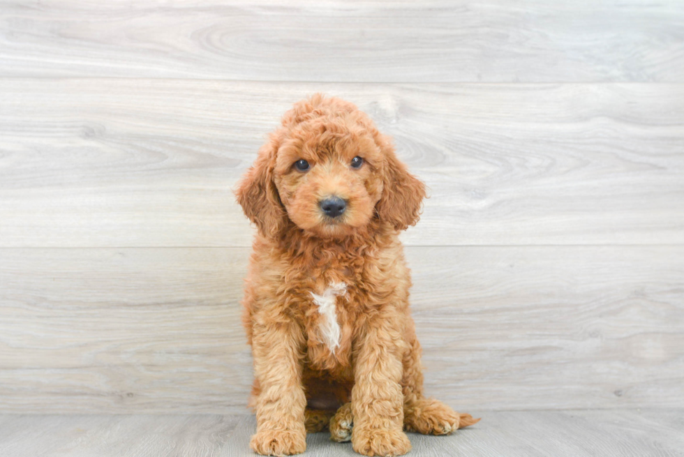 Hypoallergenic Golden Retriever Poodle Mix Puppy