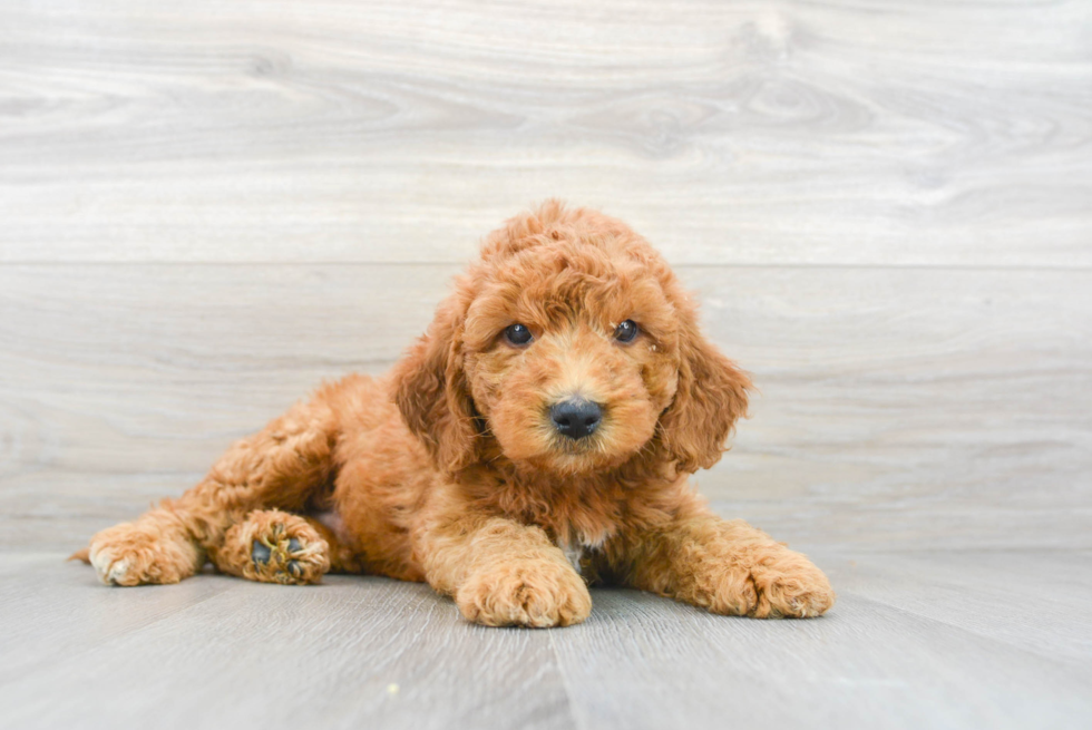 Popular Mini Goldendoodle Poodle Mix Pup