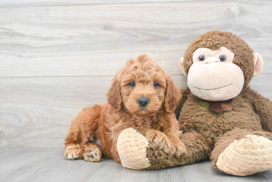 Mini Goldendoodle Pup Being Cute