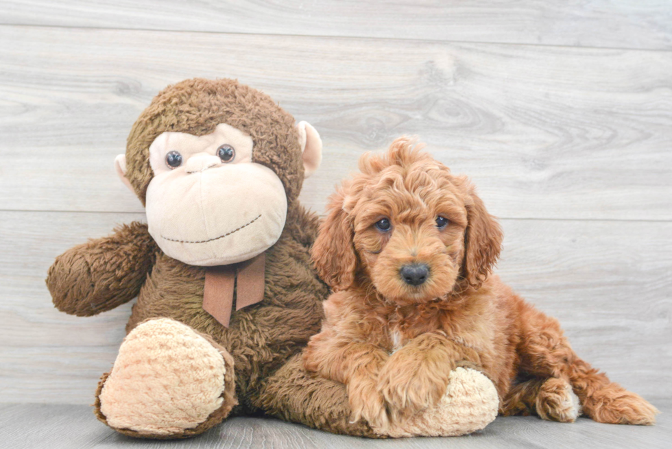 Funny Mini Goldendoodle Poodle Mix Pup