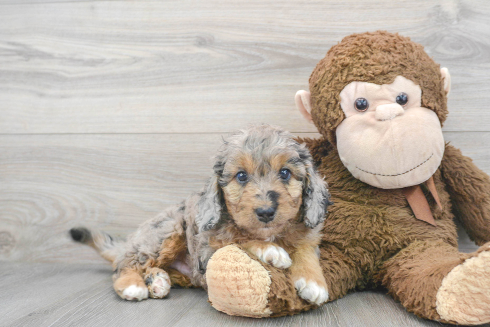 Happy Mini Goldendoodle Baby