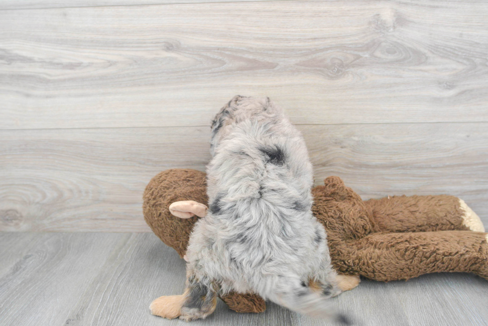 Sweet Mini Goldendoodle Baby