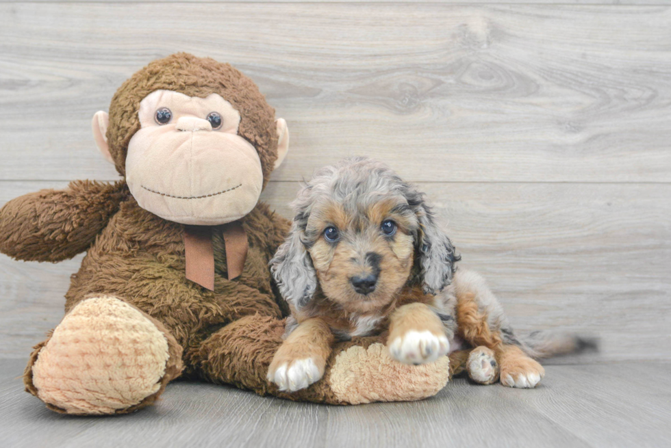 Small Mini Goldendoodle Baby