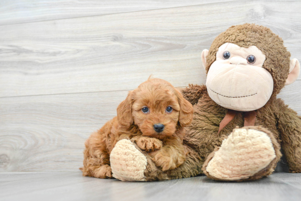 Happy Mini Goldendoodle Baby