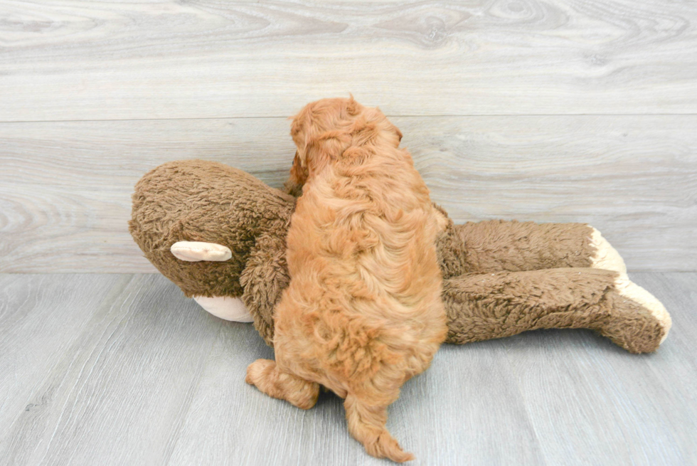 Little Golden Retriever Poodle Mix Puppy