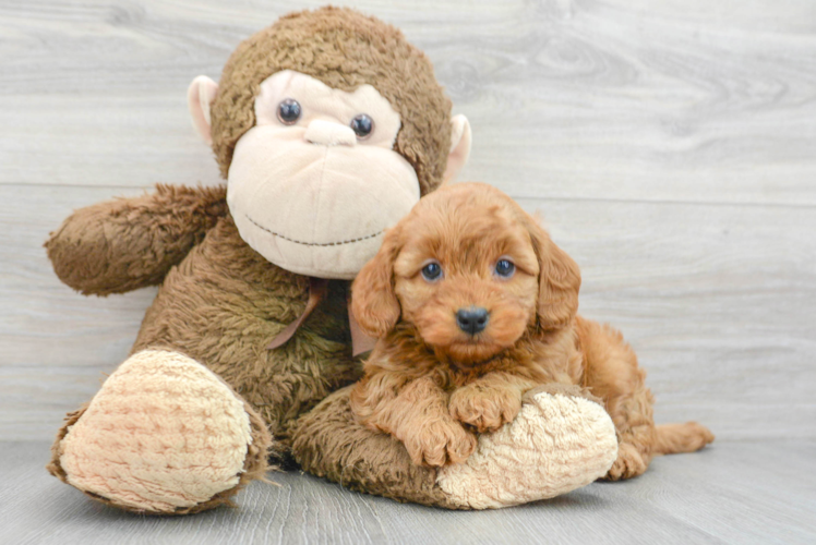 Hypoallergenic Golden Retriever Poodle Mix Puppy