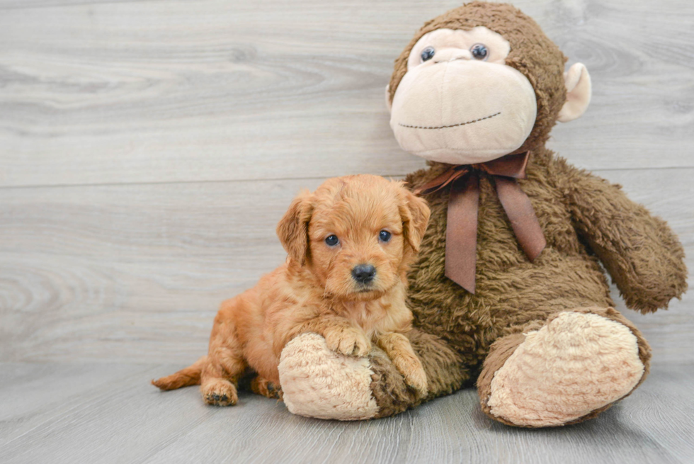 Mini Goldendoodle Puppy for Adoption