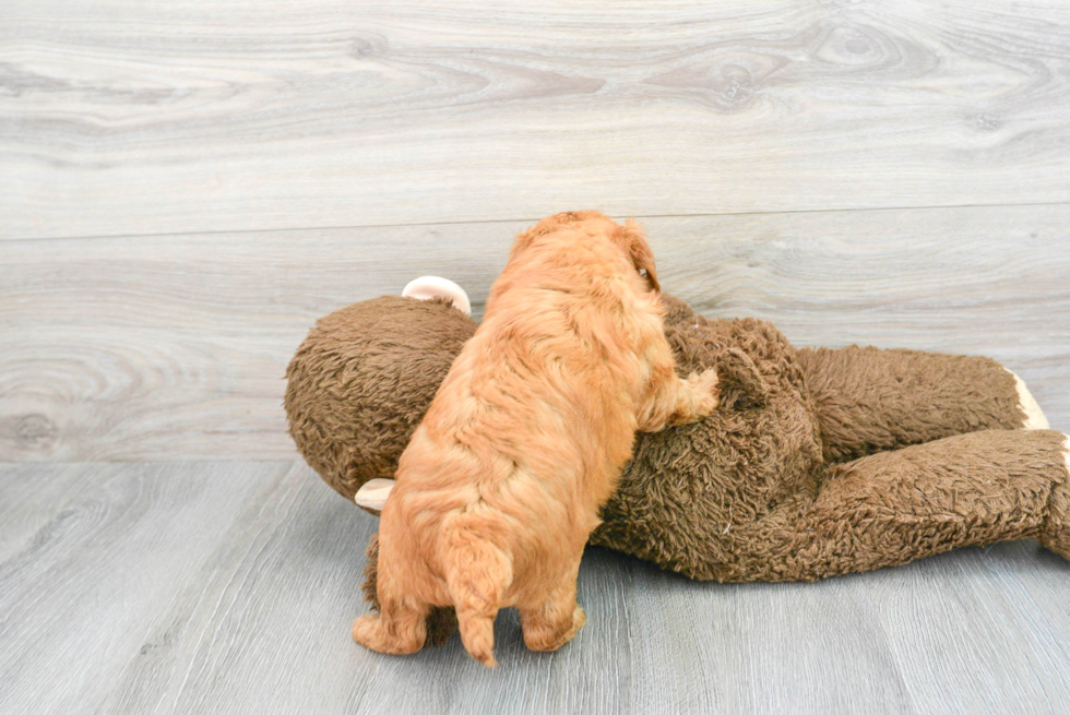 Mini Goldendoodle Pup Being Cute