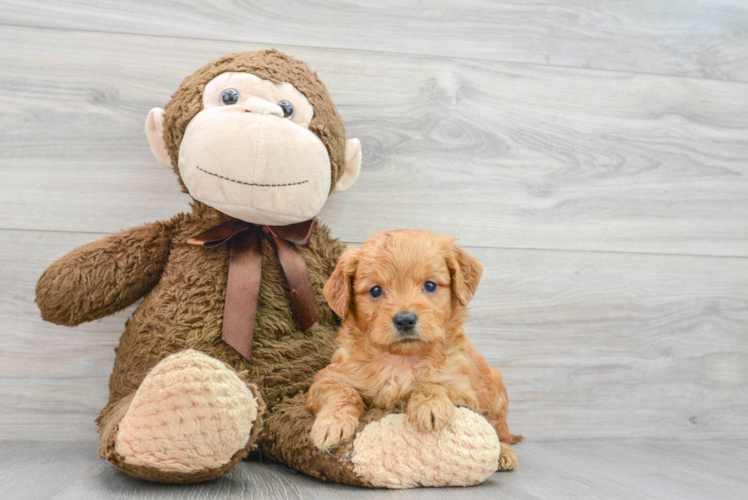 Mini Goldendoodle Puppy for Adoption